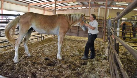 Equine rescue near me - What is the ASPCA ® Right Horse? My Right Horse is an extension of the ASPCA's focus on massively increasing horse adoption. The ASPCA's Right Horse is a collective of equine industry and welfare professionals and …